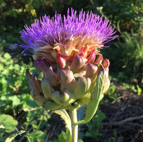 I Remain Hopeful... – Lisa Ridout Exclusive Jewellery